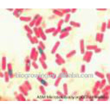 Bacillus probiotic